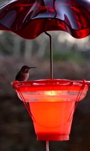 MTDPWY Calentador De Comedero De Colibrí, Calentadores De Comedero De Colibrí Dos En Uno para Exteriores, Disponible para Todas Las Estaciones Resistente A Las Heladas Ahorro De Energía