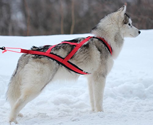 Northern Howl X-Back - Arnés para perros para Canicross Bike Skijöring Dogscooting, color rojo