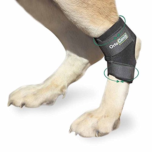 Ortocanis - Soporte de Tarso para Perros - para artrosis en Tarso, lesión de ligamentos o inflamaciones articulares tendinosas - Talla L