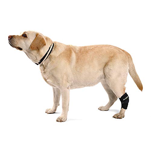 Ortocanis - Soporte de Tarso para Perros - para artrosis en Tarso, lesión de ligamentos o inflamaciones articulares tendinosas - Talla L