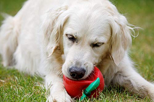 Petface Juguete para Perro látex Tomato