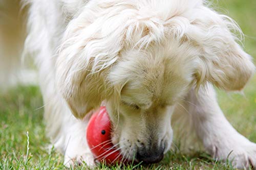 Petface Juguete para Perro látex Tomato