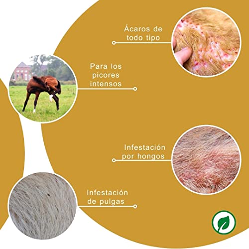 Peticare champú para Caballos Especial para picores ácaros Hongos pulgas - Cuidado del Olor desagradable del Pelaje, cuida la Piel del Caballo, fórmula de Cuidado eficaz - petHorse Health 2021