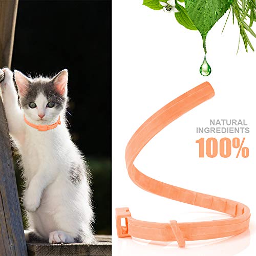 PetInn Collar de Pulgas y Garrapatas para Gato,Acción Prolongada 10 Meses de Protección y Prevención contra Pulgas Garrapatas,Piojos,Talla Única para Todos,Ajustable, Impermeable.