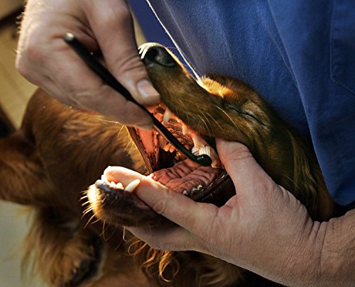 Petosan Cepillo de Dientes para Mascotas Doble Cabezal