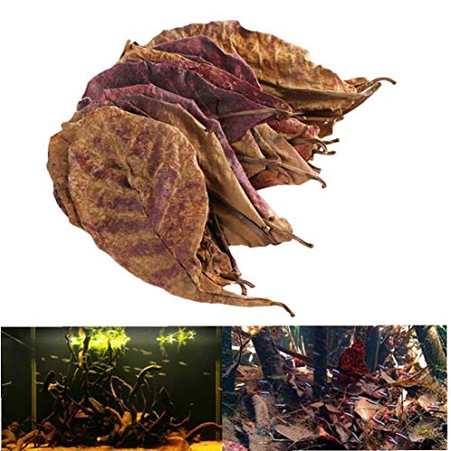 PiniceCore 10pcs / Pack Terminalia Natural Catappa Hojas Foetida Isla Nueva Eficaz Almendra Hoja De Pescado De Limpieza/Tratamiento del Tanque del Acuario