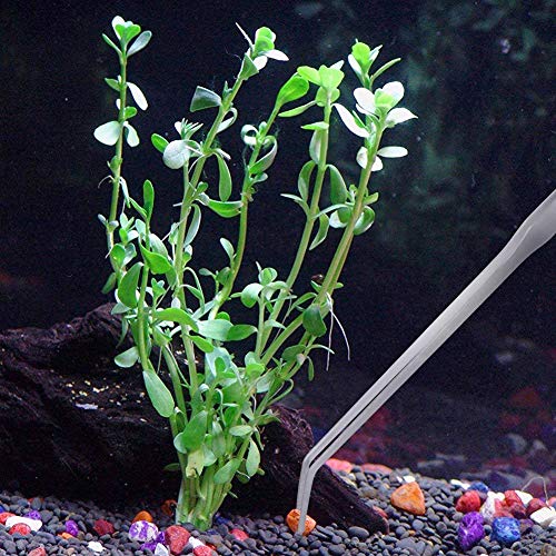 Pinzas de acuario de 4 piezas, pinzas rectas y curvas de acero inoxidable para plantas acuáticas de pecera, pinzas de alimentación de 27 cm / 10,6 pulgadas para sujetar gusanos reptiles lagartos