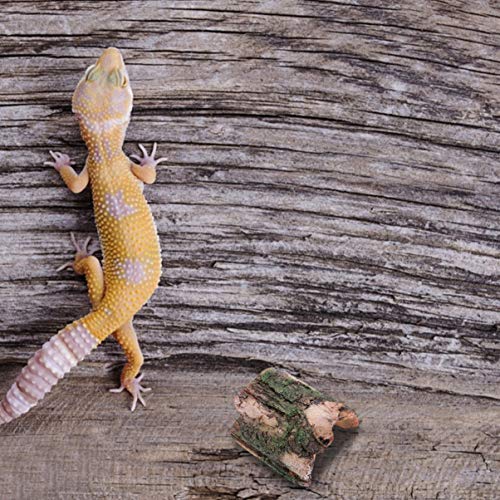 POPETPOP Dragón Barbudo Cueva Reptil Hábitat Decoración Escondites Ladrar Curvas para Reptiles Y Anfibios Pecera Madera Flotante Escondite de Peces Pequeños Animales