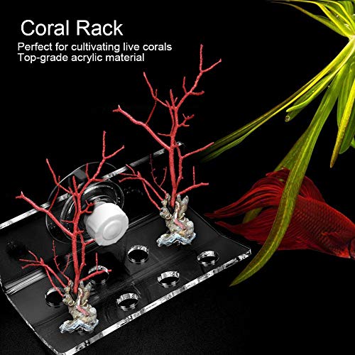 Pssopp Soporte de acrílico Coral Frag Rack Aquarium Fish Container Coral Frag Soporte con Ventosa para Acuario Bomba de Agua(8#)