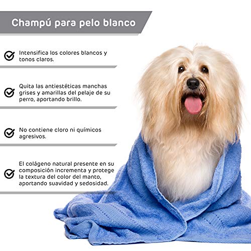 Rc ocio Champu Perro Pelo Blanco intensificador de Color Brillo Espectacular para Razas como Caniche, West Highland Terrier, Sky Terrier para Perros con Tonos claros