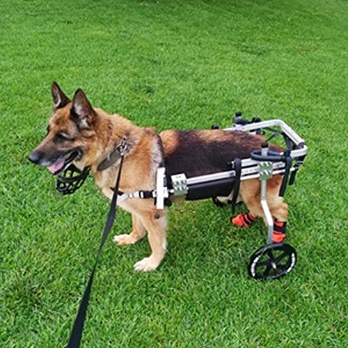 Remolques Carritos Silla de Ruedas para Perros Grande 35-60 KG, Silla Pequeña para Artritis Rehabilitación, Pata Trasera, Mascotas o con Problema de Movilidad/Viejas/Discapacitadas