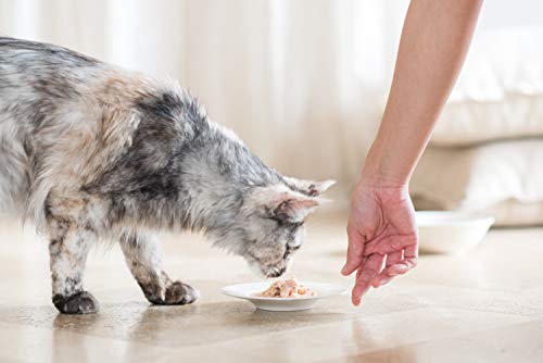 Schesir, Comida húmeda para Gatos Adultos, Sabor bacoreta con jamón en gelatina Blanda - Total 2 kg (24 latas monodosis 85 gr)