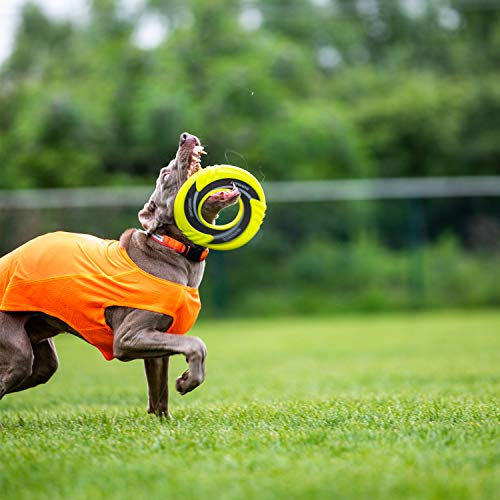 Skipdawg juguete para perro frisbee de disco, juguete para perro, peso ligero, juguetes de entrenamiento para mascotas/juguetes de ejercicio al aire libre para perros, diámetro de 6.3 pulgadas