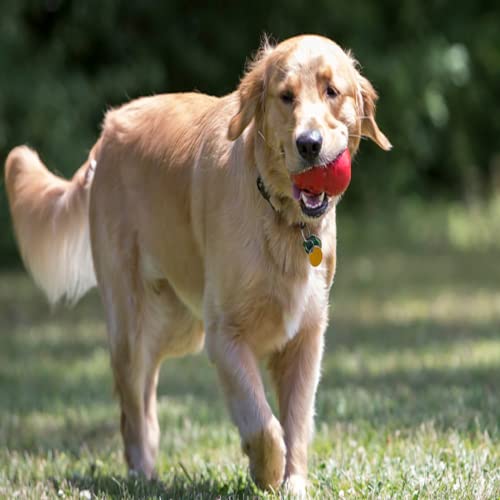 Smallma Juguete de Goma Natural para Perros, Juguete de Bola de Fugas de Comida, Molar de Peluche de Golden Retriever Anti-mordedura, persecución de Perros de Entrenamiento de Calabaza