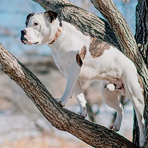 SPRENGER Collar de Perro Neck-Tech Fun con Cierre ClicLock Collar de Perro I de Curogan sin níquel, Cadena de eslabones Planos Intercambiables, marrón Cobre, 60cm