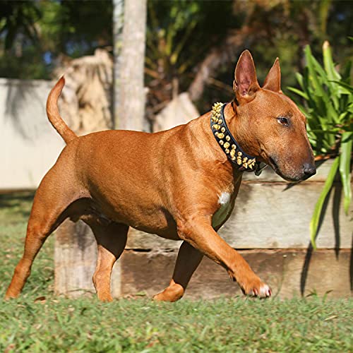 teemerryca Collar de cuero negro para perro con puntas doradas para niños pequeños, medianos y grandes, Pit Bulldog, mantiene al perro seguro de agarrar por perros enormes, XXL (19.7 a 22.6 pulgadas)