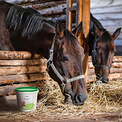 VitPet+ MSM Pferd – Polvo premium MSM para caballos en cubo de 1,8 kg con cuchara dosificadora (polvo de metilsulfonilmetano/azufre para caballos y perros)