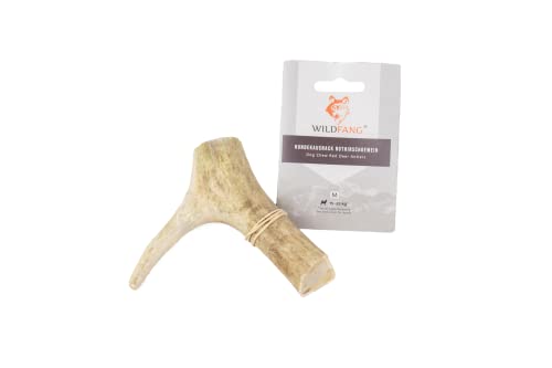 Wildfang® Asta de Ciervo para Perros I Hueso Natural para Masticar - Cuidado Dental - Ejercicio para la mandíbula - Juguete de Perro I Palo Duradero de Cornamenta de Ciervo desprendida SIN aditivos