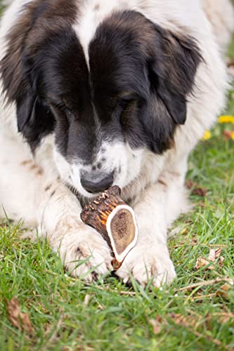 Wildfang® Asta de Ciervo para Perros I Hueso Natural para Masticar - Cuidado Dental - Ejercicio para la mandíbula - Juguete de Perro I Palo Duradero de Cornamenta de Ciervo desprendida SIN aditivos