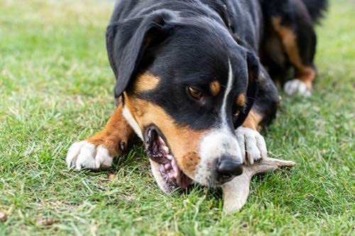 Wildfang® Asta de gamo para Perros I Hueso Natural para Masticar - Cuidado Dental - Ejercicio para la mandíbula - Juguete de Perro I Palo Duradero de Cornamenta de Ciervo desprendida SIN aditivos