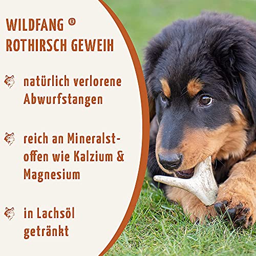 Wildfang® Ciervo Rojo I Hueso de mascar Natural | Cuidado Dental | Entrenamiento de masticación | Juguete para Perros I Caña de lanzar Ciervo cornudo (S (50-75 g) con Aceite de salmón)