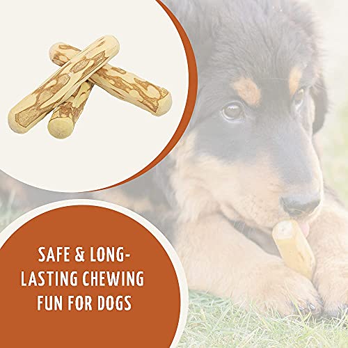 Wildfang® Perro raíz de café de madera, juguetes para perros, huesos de madera, juguetes para masticar, cuidado dental, entrenamiento para masticar (M, para perros de hasta 25 kg, juego de 3)