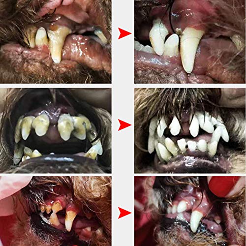 ZOOMLOFT Cepillo de Dientes Ultrasonidos para Perros Mascotas Profesional Pulidora de Dientes Eléctrica para Gatos Removedor de Sarro para el Cuidado Dental Pulidor de Dientes con 5 Cabezales