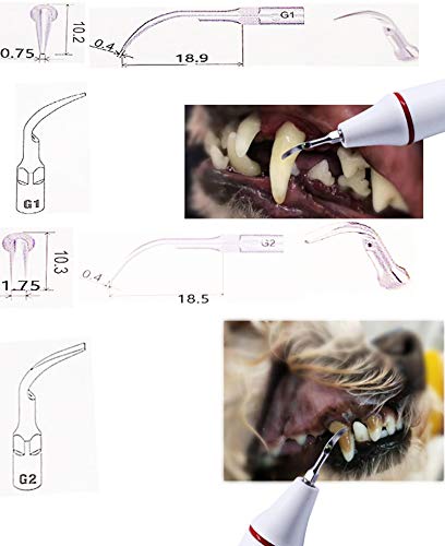 ZOOMLOFT Cepillo de Dientes Ultrasonidos para Perros Mascotas Profesional Pulidora de Dientes Eléctrica para Gatos Removedor de Sarro para el Cuidado Dental Pulidor de Dientes con 5 Cabezales