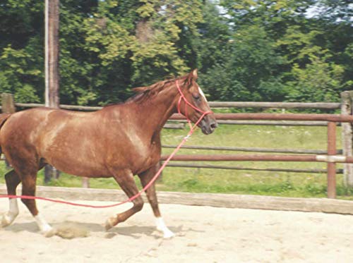 Amesbichler Suelo Trabajo Cuerda 3,2 m| Suelo Cuerda (führ Cuerda con Bull Snap | Caballos Formación Punto | Western Rope para Horse Manship y Suelo Trabajo Blanco/Negro o Blanco/Rojo