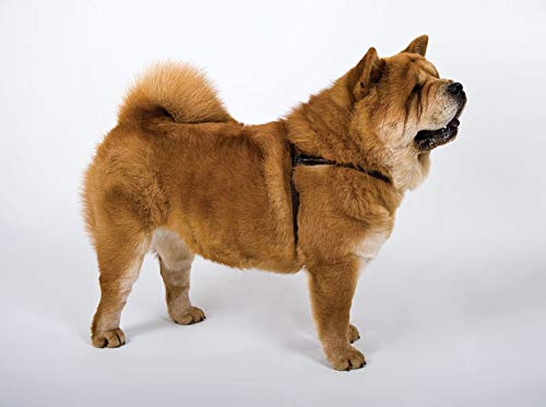 Arnés de Cuero marrón Dingo para Chow Chow y Peludo Perro Raza 10575