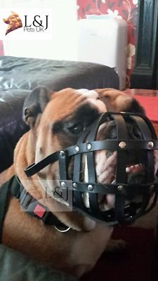 Bozal de Piel Ligera para Perro Bulldog inglés y Otros Perros con Broche Corto