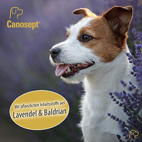 Canosept Home Comfort Collar Calmante 1 Pieza - El Collar para Perros con Valeriana Y Lavanda - Antiestrés para Perros - Calm Perros - Favorece El Bienestar Y La Relajación De Los Perros