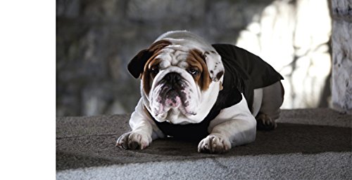 Croci Chaqueta Acolchada específica para Bulldog francés, Bulldog inglés y Carlino para Perros, 36 cm