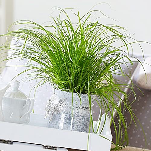 Cyperus alternifolius Zumula | Planta de Interior Apta para Gatos| 20-30cm (Incl Maceta)