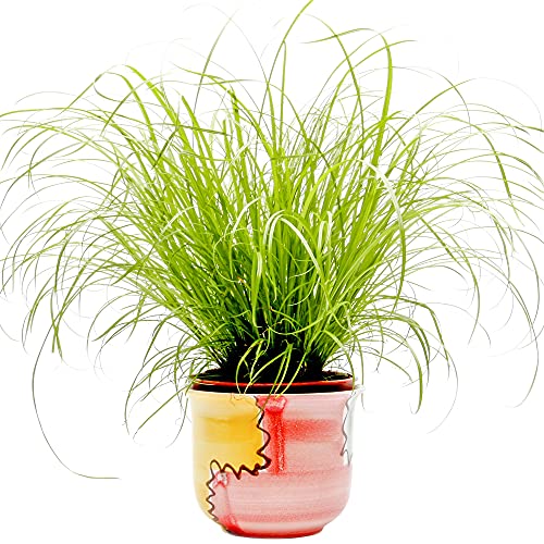 Cyperus Zumula - Hierba Para Gatos | Apoyo Digestivo Ideal Para Gatos | 20-30cm en Maceta