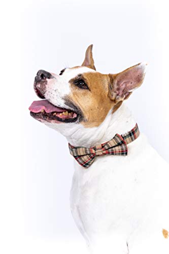 Dashin' Dogz Collar de perro escoceses con pajarita desmontable para niñas o niños, cómodo patrón a cuadros, totalmente ajustable, gran regalo para mascotas (M, beige)