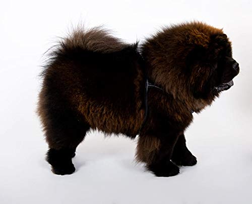 Dingo - Arnés de Piel Natural para Chow Chow y Peludos Perro Razas 10669