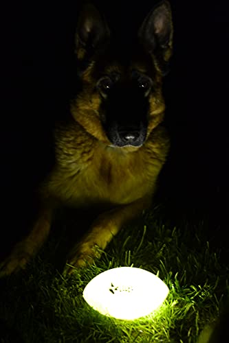 Dingo Balls Play & Glow 16970 - Juego de pelotas fluorescentes (vinilo, 8 x 14 cm), diseño de perro