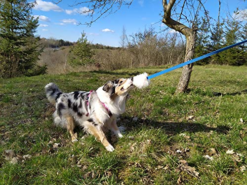 DINGO - Juguete para perro - cazador de piel de oveja con correa violeta larga 130 cm, arrastrador de recompensa motivación agilidad para entrenamiento y diversión 15582