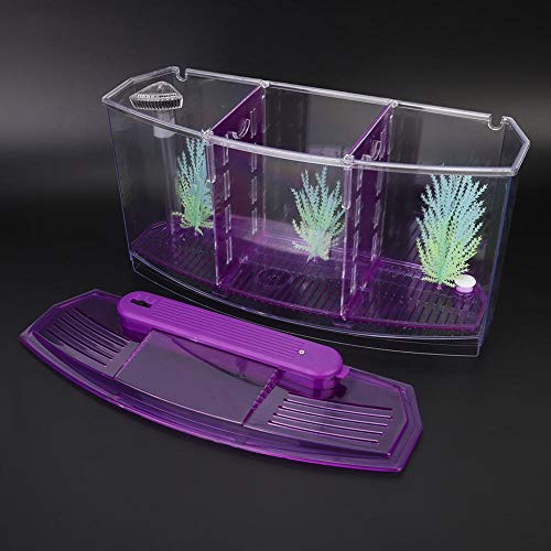 fuwinkr Pecera de Aislamiento de Peces pequeños, Mini pecera de Aislamiento de acrílico para Peces, Transparente para Peces pequeños Peces bebés Camarones Pez Payaso Guppy(Purple)