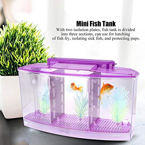 fuwinkr Pecera de Aislamiento de Peces pequeños, Mini pecera de Aislamiento de acrílico para Peces, Transparente para Peces pequeños Peces bebés Camarones Pez Payaso Guppy(Purple)