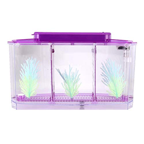 fuwinkr Pecera de Aislamiento de Peces pequeños, Mini pecera de Aislamiento de acrílico para Peces, Transparente para Peces pequeños Peces bebés Camarones Pez Payaso Guppy(Purple)