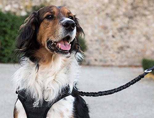 Happilax Arnés para Perros pequeños, Reflectante y Ajustable, Negro