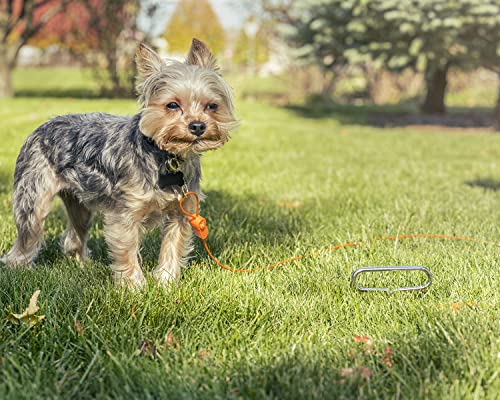 Intellileash 76040 Mini Intelli-Stayk Dog Tie Out. Tecnología especial de bloqueo de superficie evita que se caiga y se doble. Solo se puede atar que necesitará