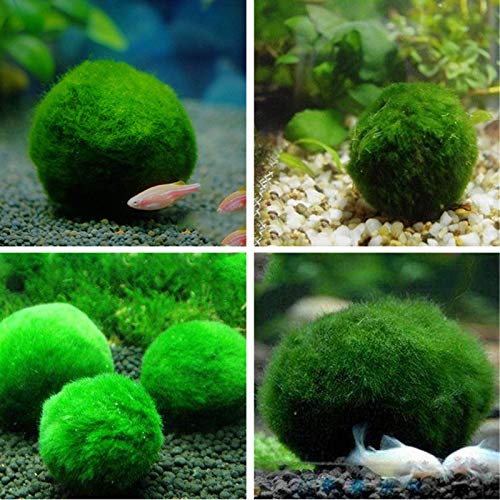 IYSHOUGONG 4 piezas acuario musgo natural verde musgo bola decorativa maceta bolas musgo terrario acuario jardín musgo decoración