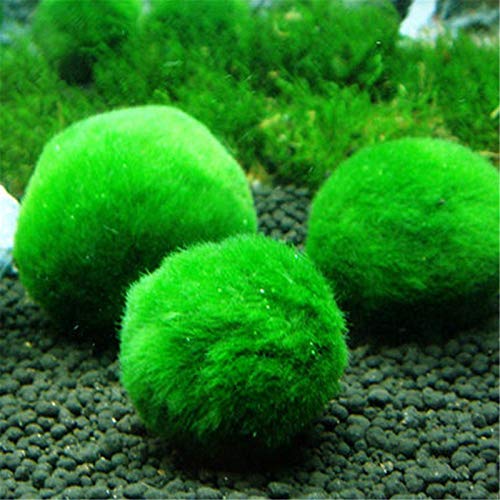 IYSHOUGONG 4 piezas acuario musgo natural verde musgo bola decorativa maceta bolas musgo terrario acuario jardín musgo decoración