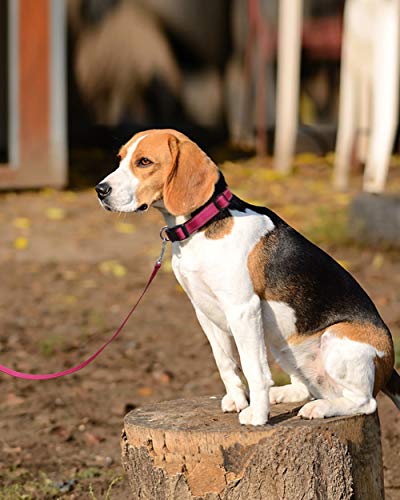 Joytale Correa para Perros Reflectante, Correa para Perros con Mango Acolchado, Correa de Adiestramiento para Perros Pequeños y Perrito, 180×2cm, Rosa Caliente