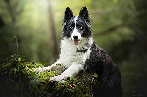 Lsping Puzzle niños 1000 Piezas Perros Border Collie Glance Moss 50x70cm