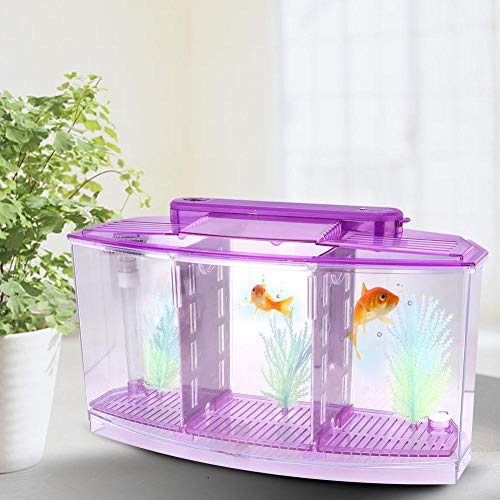 needlid Mini pecera de cría, pecera de cría de acrílico Transparente de Gran tamaño, pequeña pecera de cría única para Peces pequeños Peces bebés Camarones Pez Payaso Guppy(Purple)