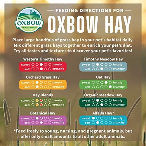 Oxbow Bene Terra HAY for Rabbits Guinea Pigs Chinchillas WESTERN TIMOTHY 425 g